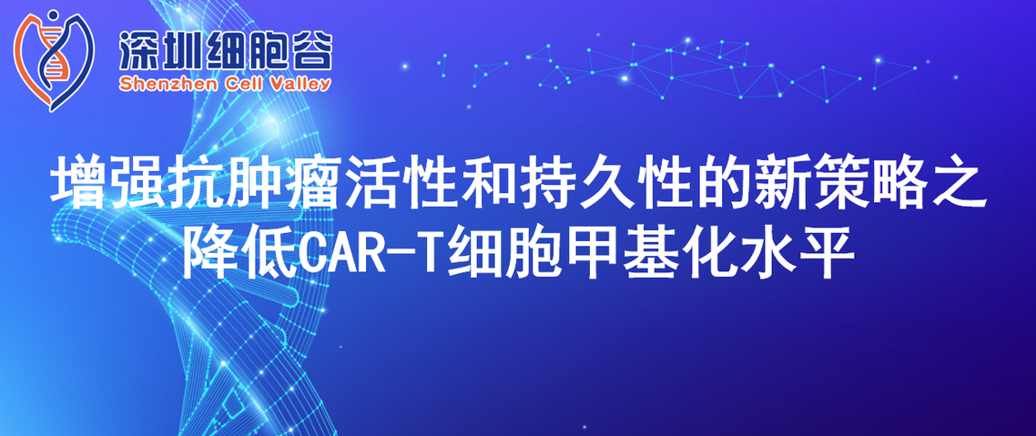 Chiến lược mới để tăng cường hoạt tính chống ung thư và độ bền của tế bào CAR-T bằng cách giảm mức methyl hóa