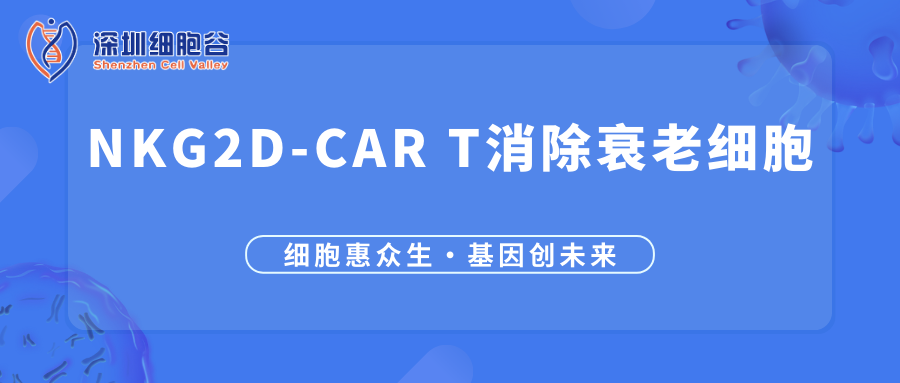 Nghiên cứu kháng lão hóa của tế bào T CAR nhắm vào NKG2D