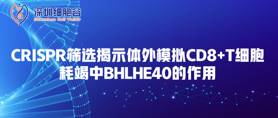 Phân tích CRISPR tiết lộ vai trò của BHLHE40 trong quá trình mô phỏng kiệt sức tế bào T CD8+ in vitro